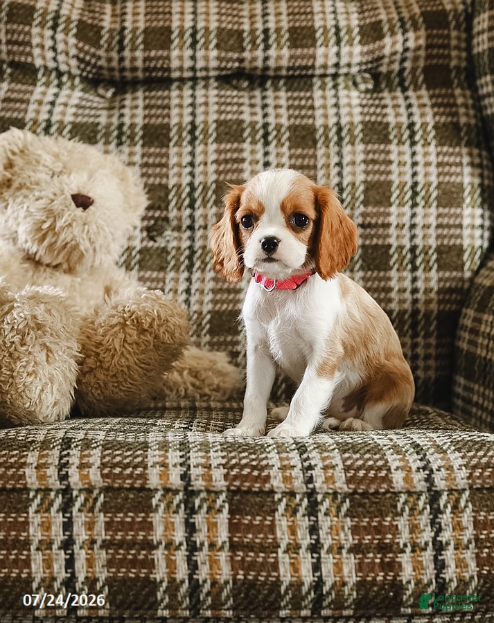 Cavalier King Charles Spaniel dogs Katy - Ad 1