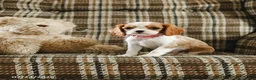 Cavalier King Charles Spaniel dogs for sale: Katy - Ad 1