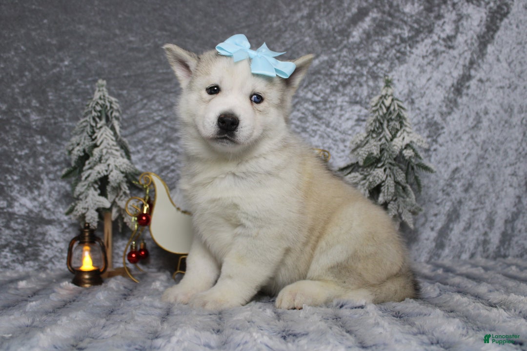 Pomsky dogs for sale: Aelin  - Ad 7