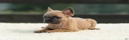 French Bulldog dogs for sale: Indy - Ad 7