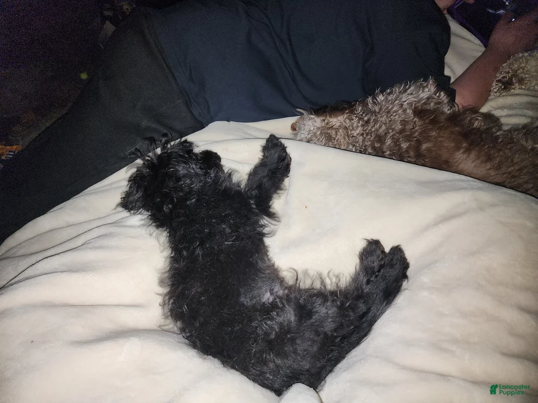 Pomapoo dogs for sale: Onyx  - Ad 2