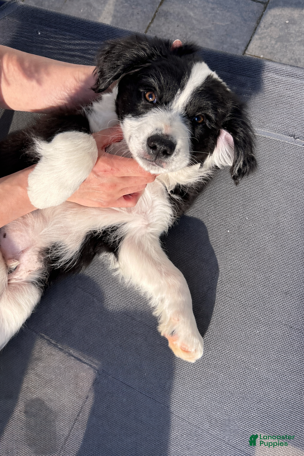 Mixed Breed dogs Panda - Ad 2