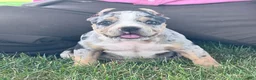 American Bully dogs for sale: Havoc - Ad 4