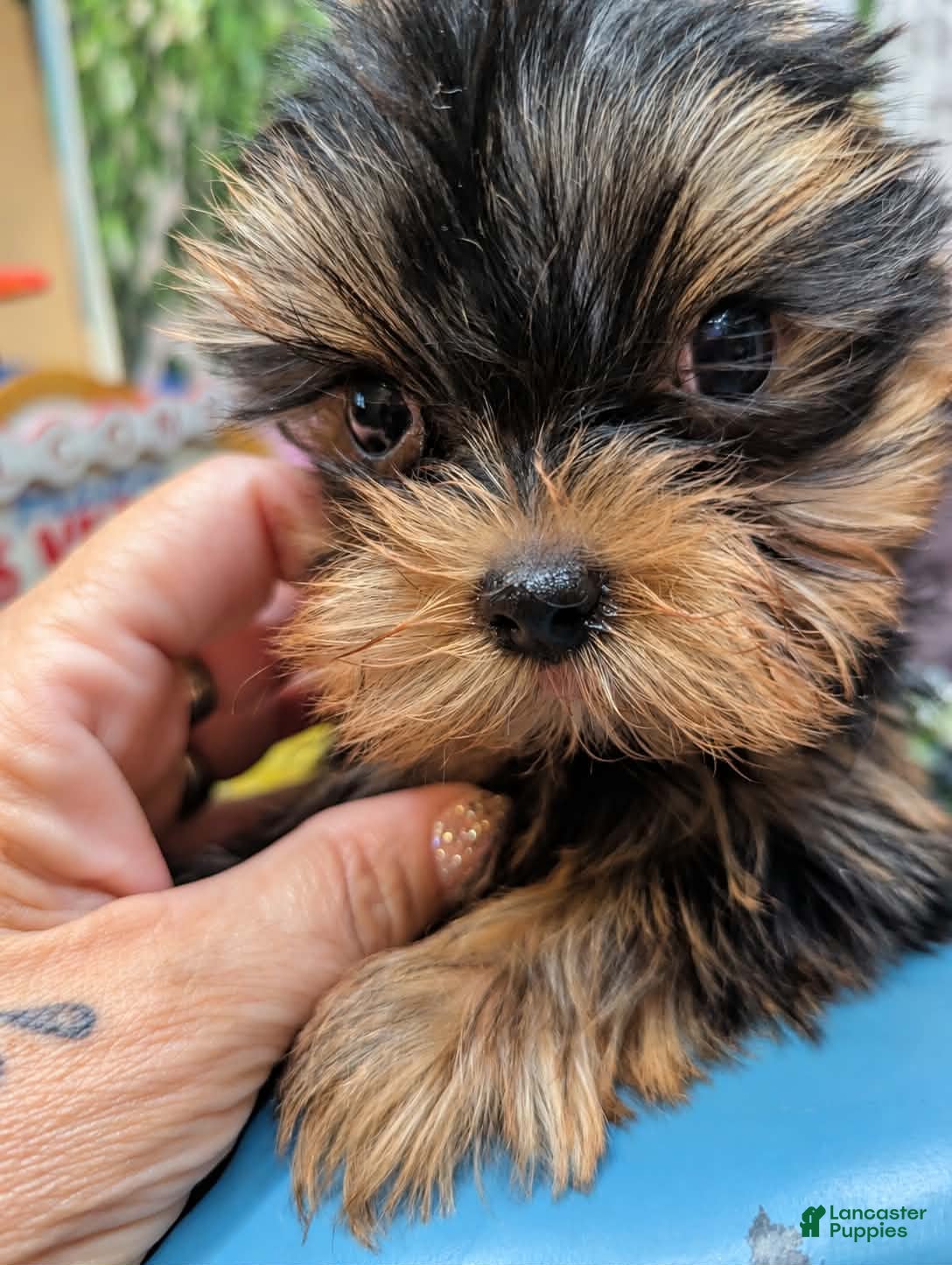 Yorkshire Terrier dogs for sale: Tom the Star of the Show - Ad 1