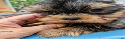 Yorkshire Terrier dogs for sale: Tom the Star of the Show - Ad 1