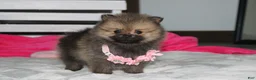 Pomeranian dogs for sale: Zoey - Ad 14