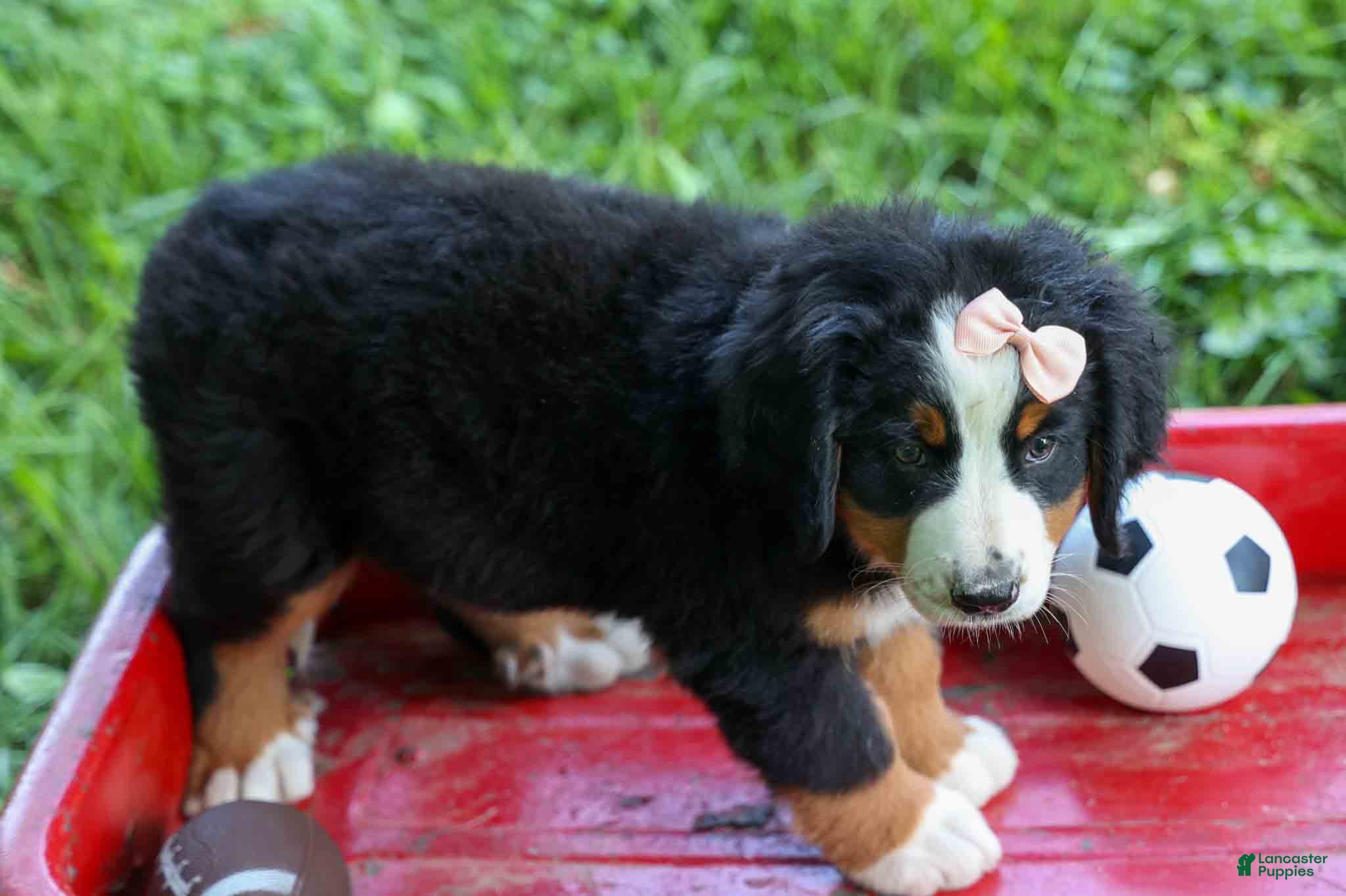 Bernese Mountain Dog dogs SADIE - Ad 2
