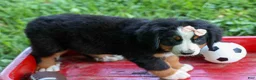 Bernese Mountain Dog dogs for sale: SADIE - Ad 2