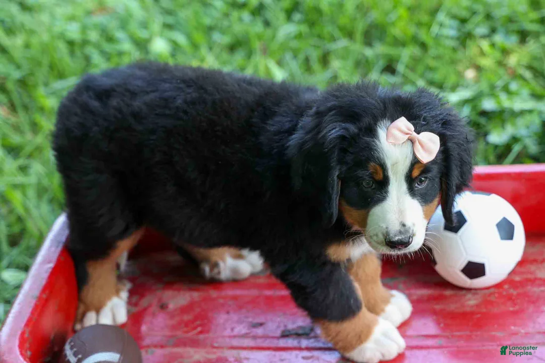 Bernese Mountain Dog dogs for sale: SADIE - Ad 2