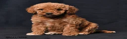 Toy Poodle dogs for sale: Cuddles - Ad 2