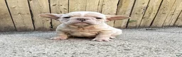 French Bulldog dogs for sale: Tiny - Ad 8