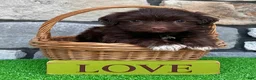 Havanese dogs for sale: Rowdy - Ad 1