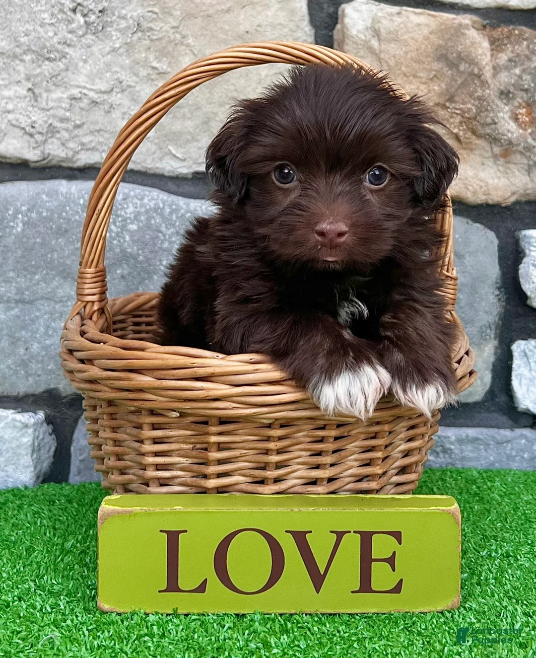 Havanese dogs for sale: Rowdy - Ad 1