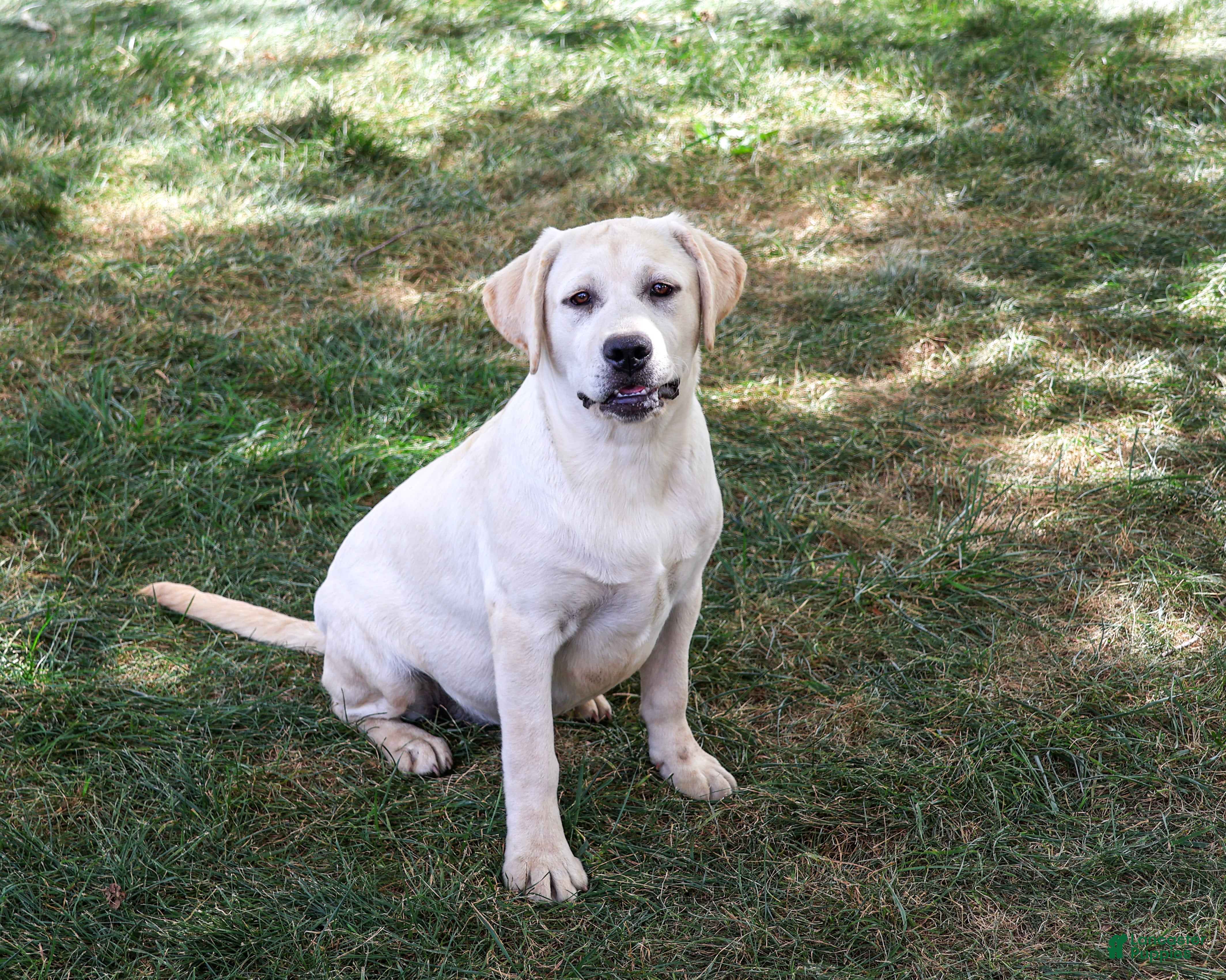 Labrador Retriever dogs Silvermist - Ad 2