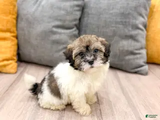 Havapoo dogs for sale: Bear - Ad 3