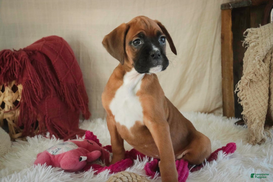 Boxer dogs for sale: Callie - Ad 7