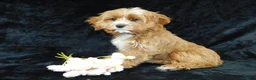 Cavapoo dogs for sale: King - Ad 4