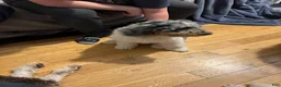 Bernedoodle dogs for sale: Princess - Ad 4