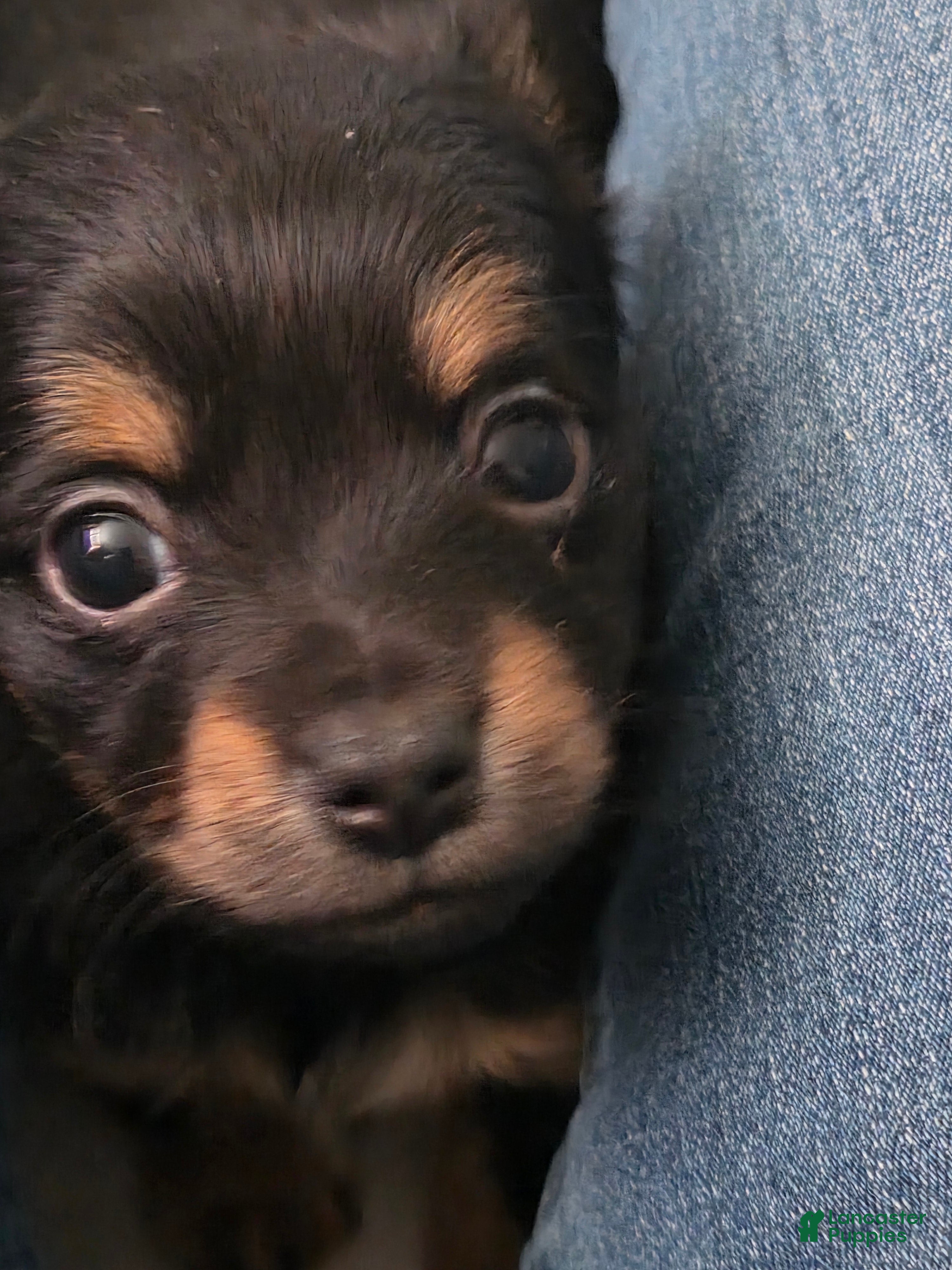 Chiweenie dogs Chiweenie Puppy 6 - Ad 1