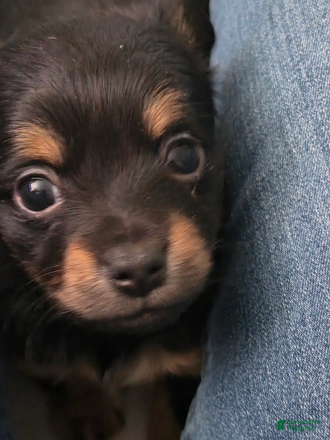 Chiweenie dogs for sale: Chiweenie Puppy 6 - Ad 1