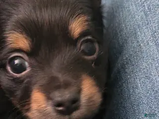 Chiweenie dogs for sale: Chiweenie Puppy 6 - Ad 3