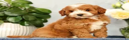 Mini Goldendoodle dogs for sale: Quenton - Ad 1