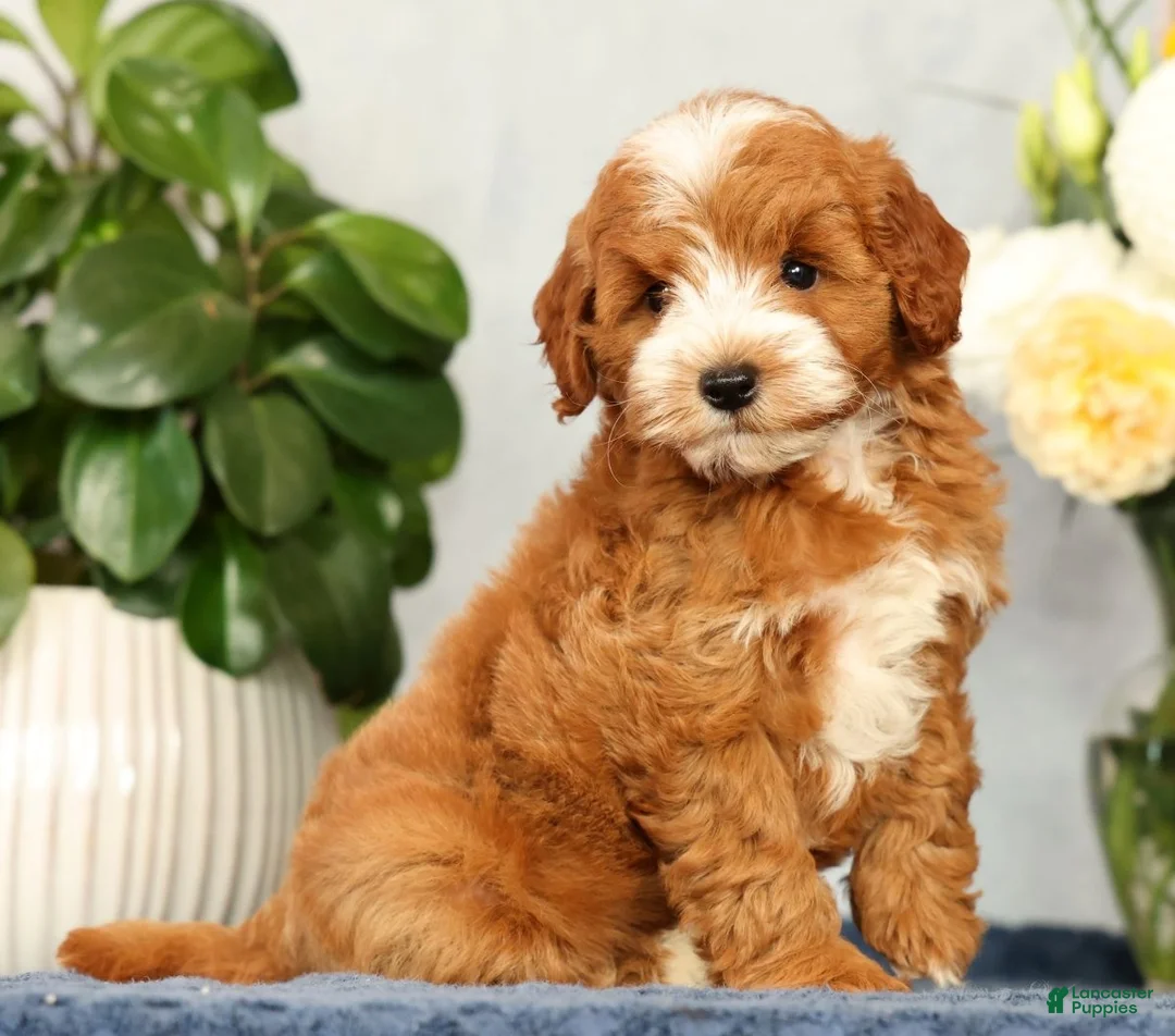 Mini Goldendoodle dogs for sale: Quenton - Ad 1
