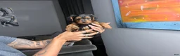 Yorkiepoo dogs for sale: Olive - Ad 1