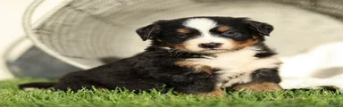 Jade Bernese Mountain Dog 