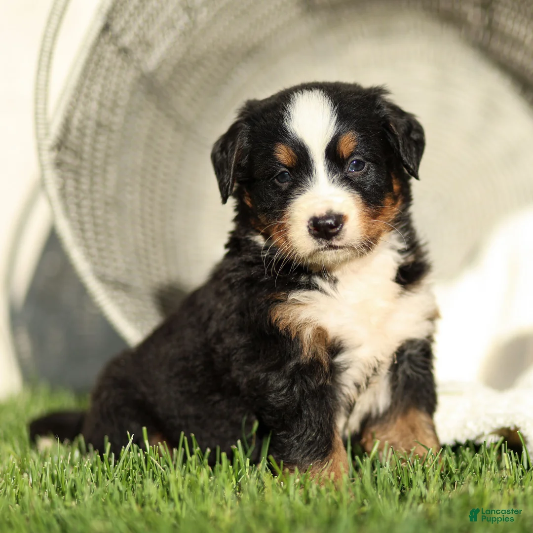 Bernese Mountain Dog dogs for sale: Jade Bernese Mountain Dog  - Ad 1