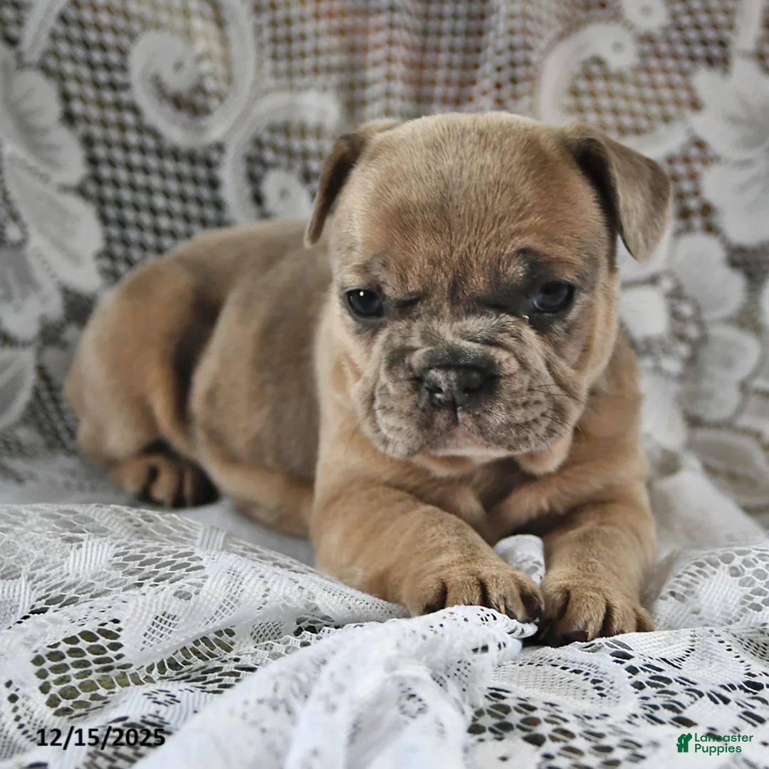 French Bulldog dogs for sale: Gingerbread - Ad 7