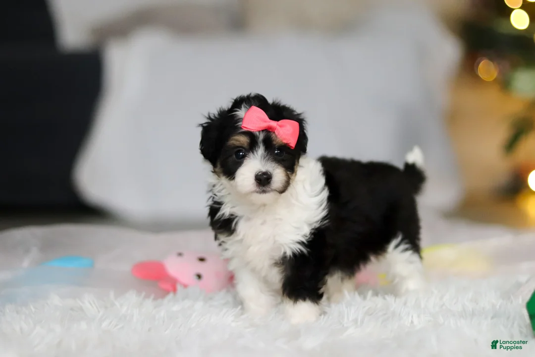 Mixed Breed dogs for sale: Barbie - Ad 5