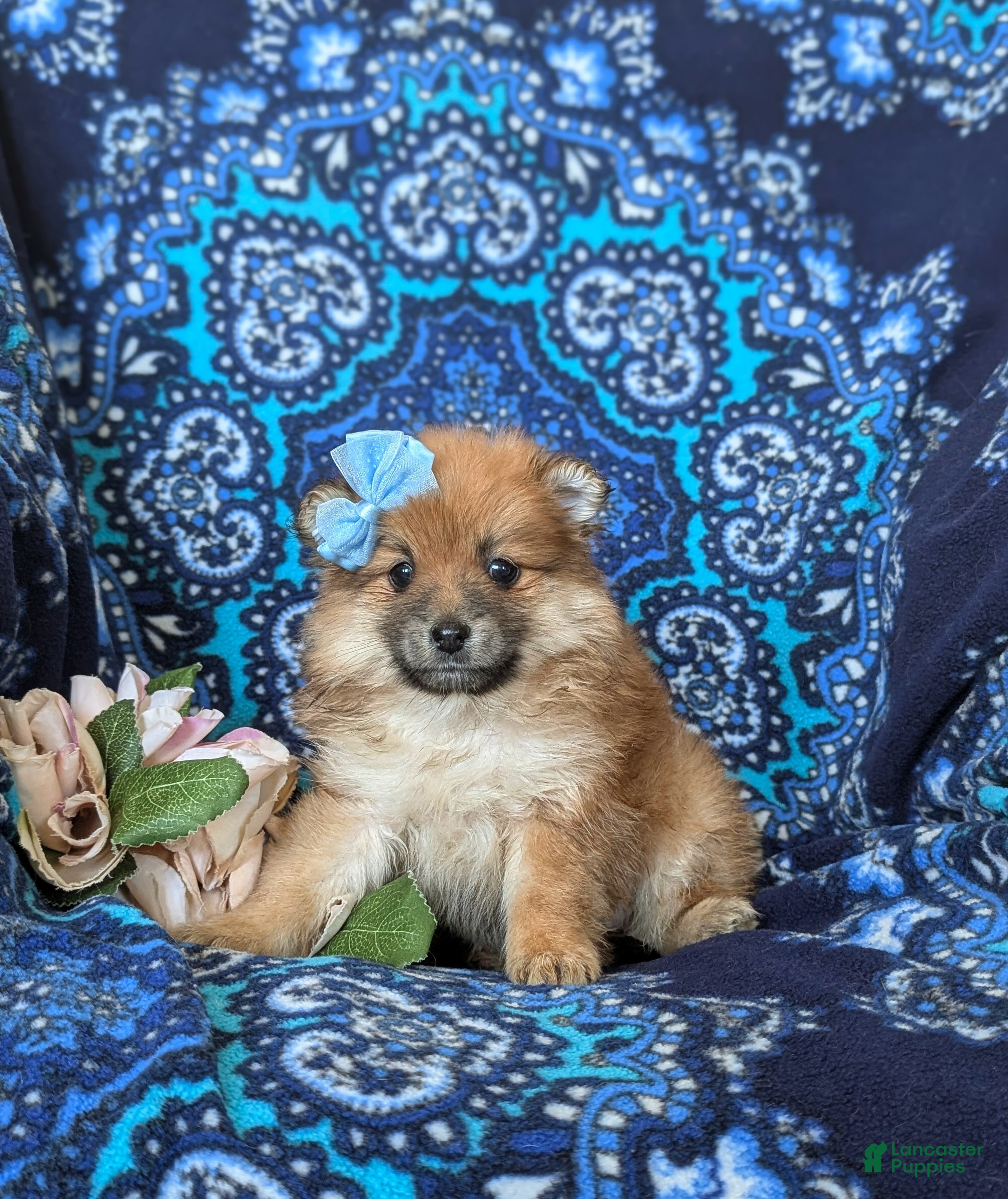 Pomeranian dogs Jenna - Ad 2