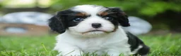 Cavalier King Charles Spaniel dogs for sale: Buddy - Ad 4