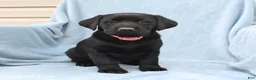 Labrador Retriever dogs for sale: Penny - Ad 1