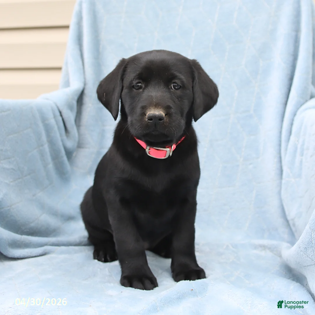 Labrador Retriever dogs for sale: Penny - Ad 1