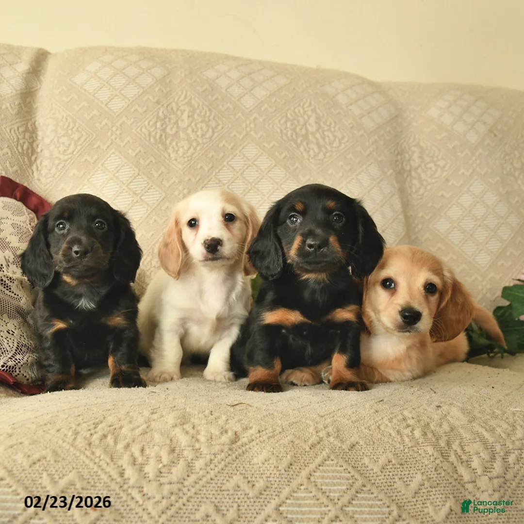 Miniature Dachshund dogs for sale: Sunburst  - Ad 3