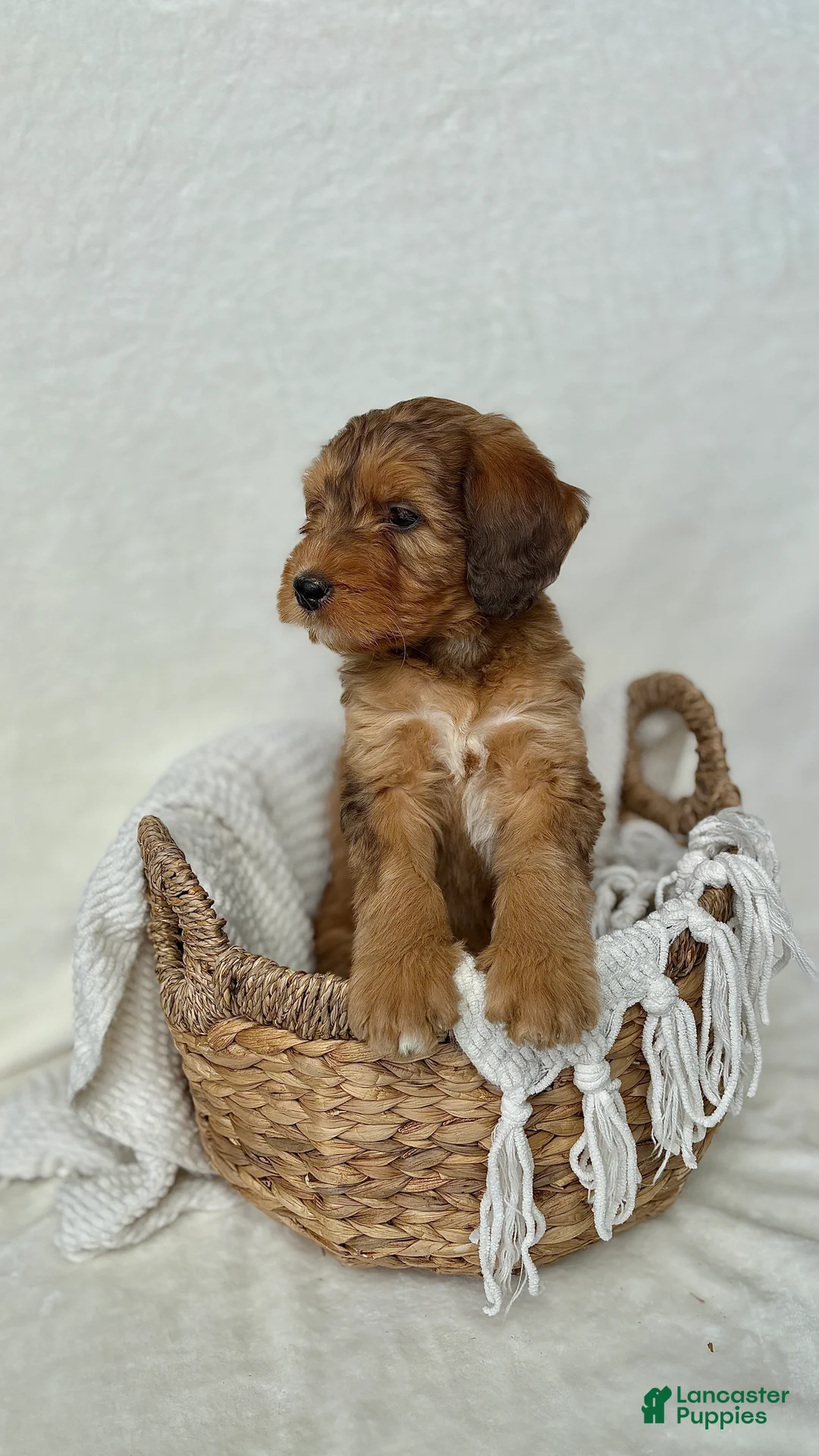 Bernedoodle dogs for sale: Bruno - Ad 8