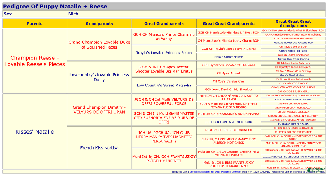 Pug dogs for sale: Best Friend for Life - Brady- Memoriable Christmas Puppy! - Ad 10
