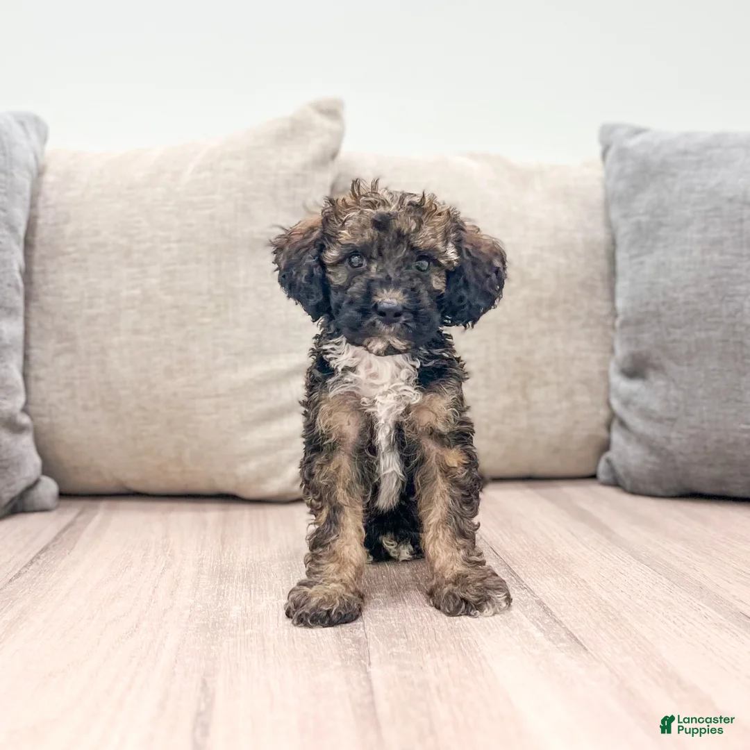 Miniature Poodle dogs for sale: Smoky - Ad 1