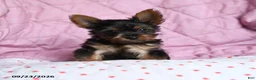 Yorkshire Terrier dogs for sale: Spice - Ad 5