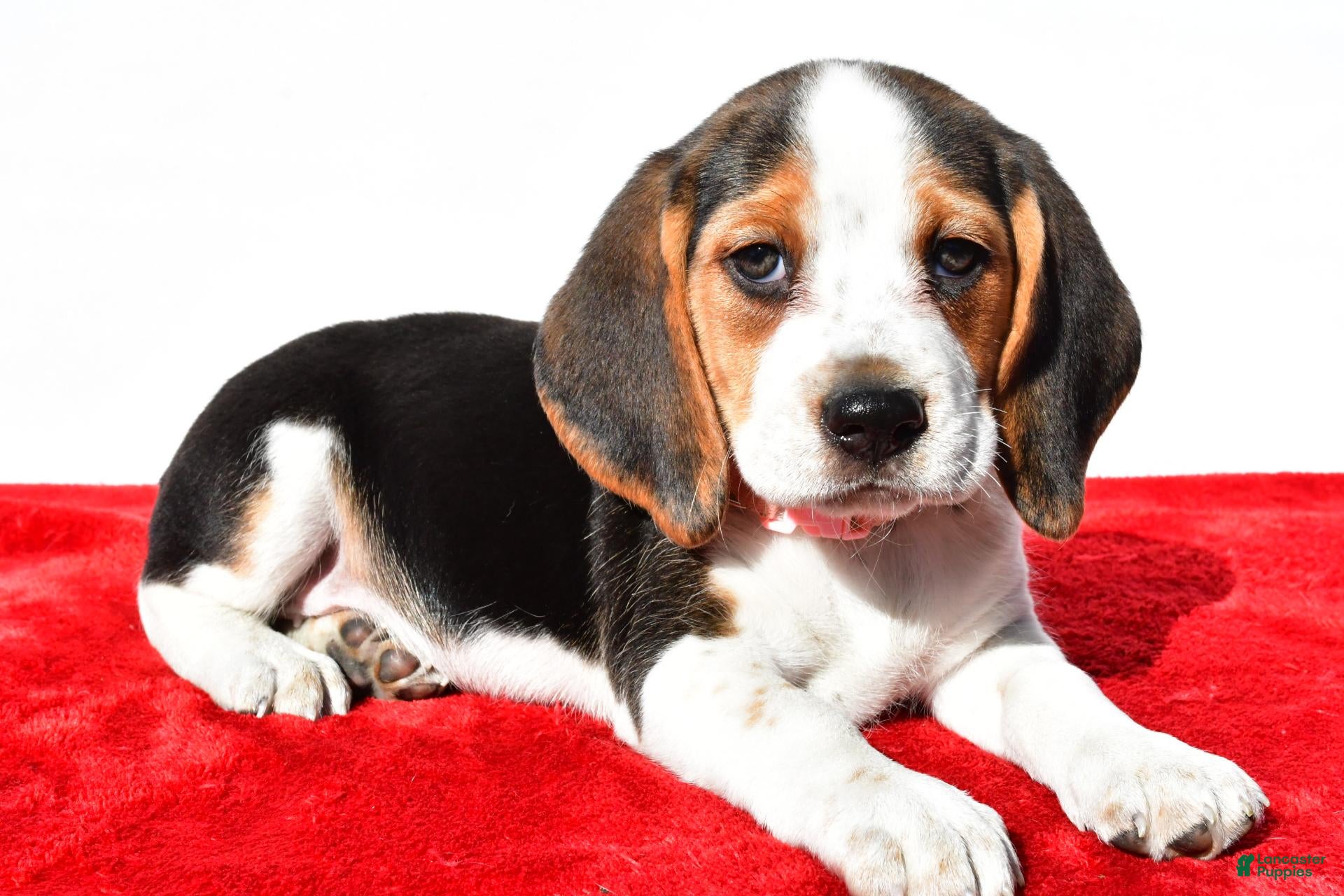 Beagle dogs for sale: Mae - Ad 1