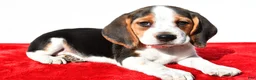 Beagle dogs for sale: Mae - Ad 1