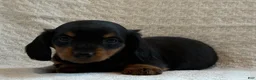 Miniature Dachshund dogs for sale: Addie - Ad 4
