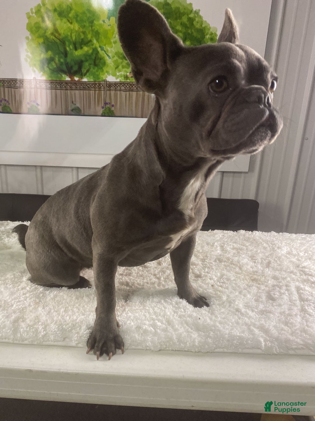 French Bulldog dogs for sale: Julie - Ad 5