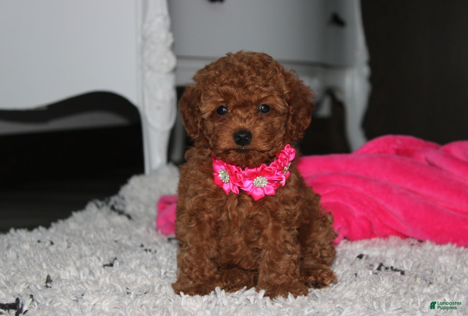 Toy Poodle dogs Beauty - Ad 1