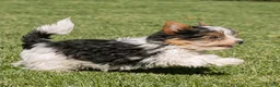 Biewer Terrier dogs for sale: Bennie Biewer Terrier  - Ad 6
