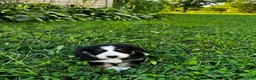 Australian Shepherd dogs for sale: Stripe - Ad 7