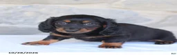 Dachshund dogs for sale: Talia - Ad 3