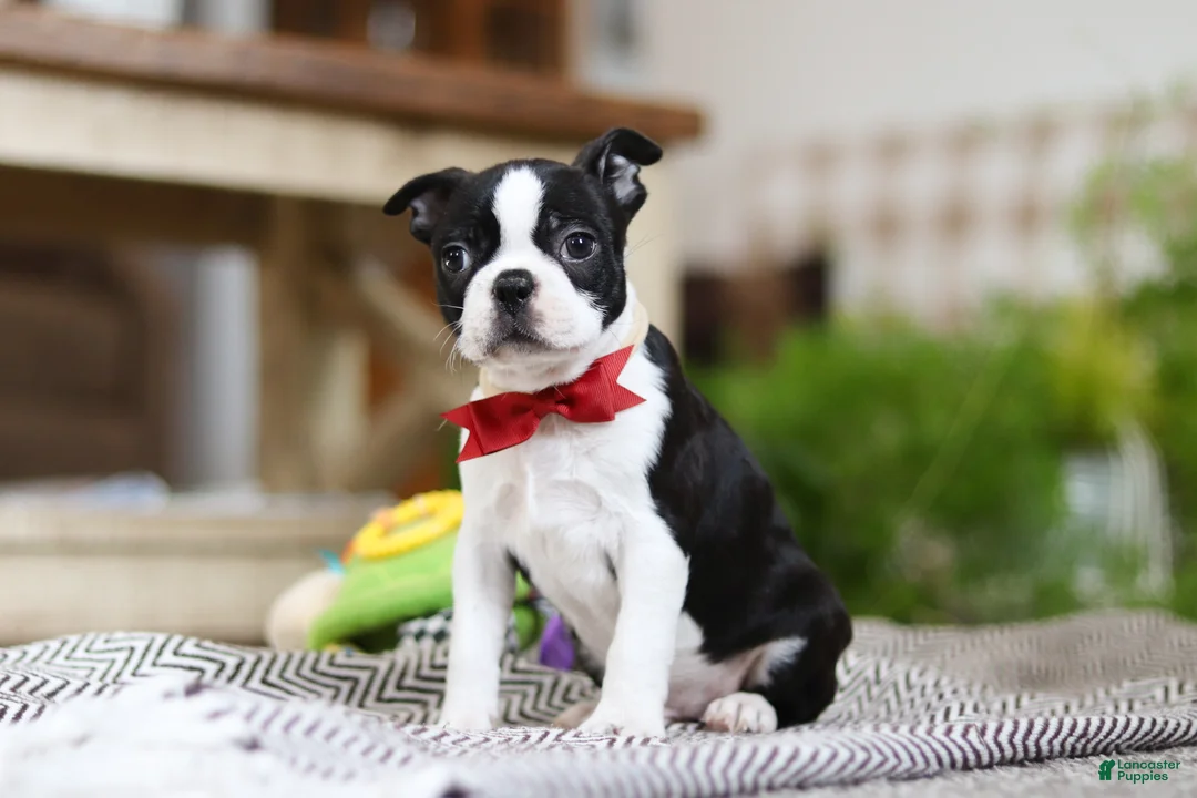 Boston Terrier dogs for sale: Winston - Ad 4